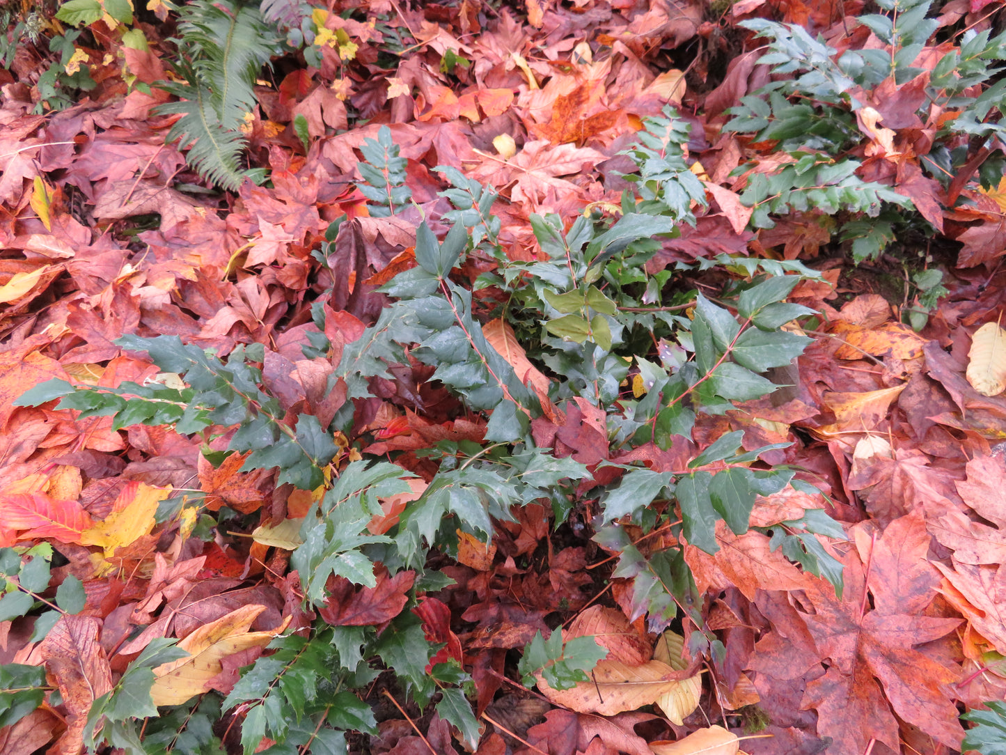 *RETAIL - Mahonia nervosa