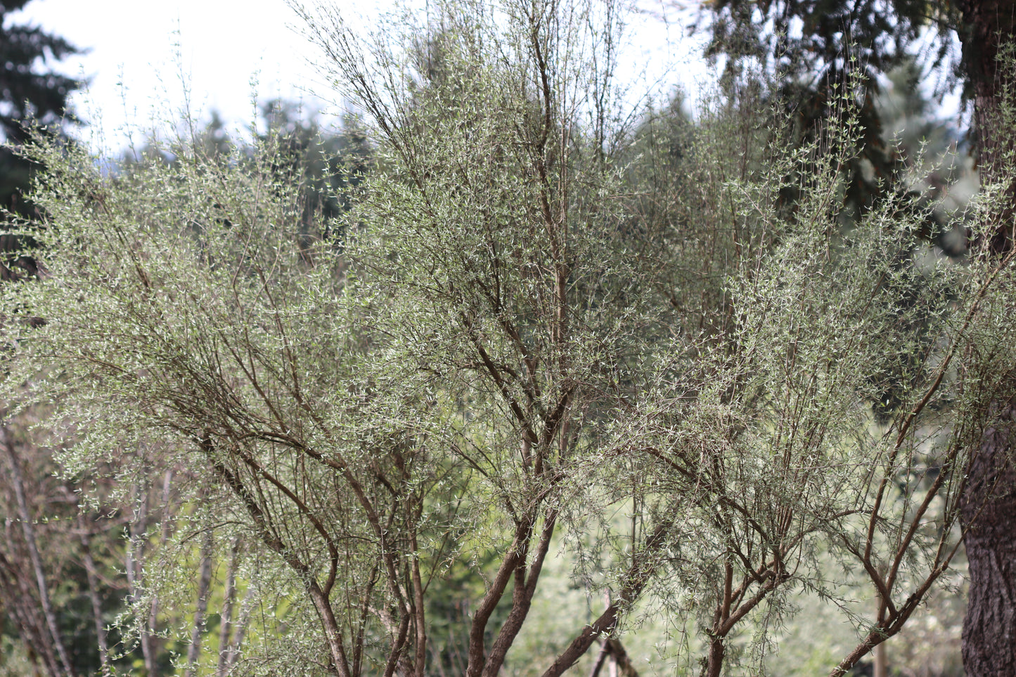 Olearia virgata var. lineata 'Dartonii'