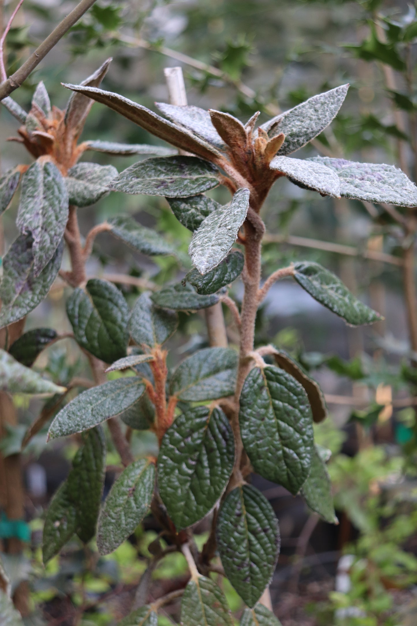 *RETAIL - Rhododendron edgeworthii