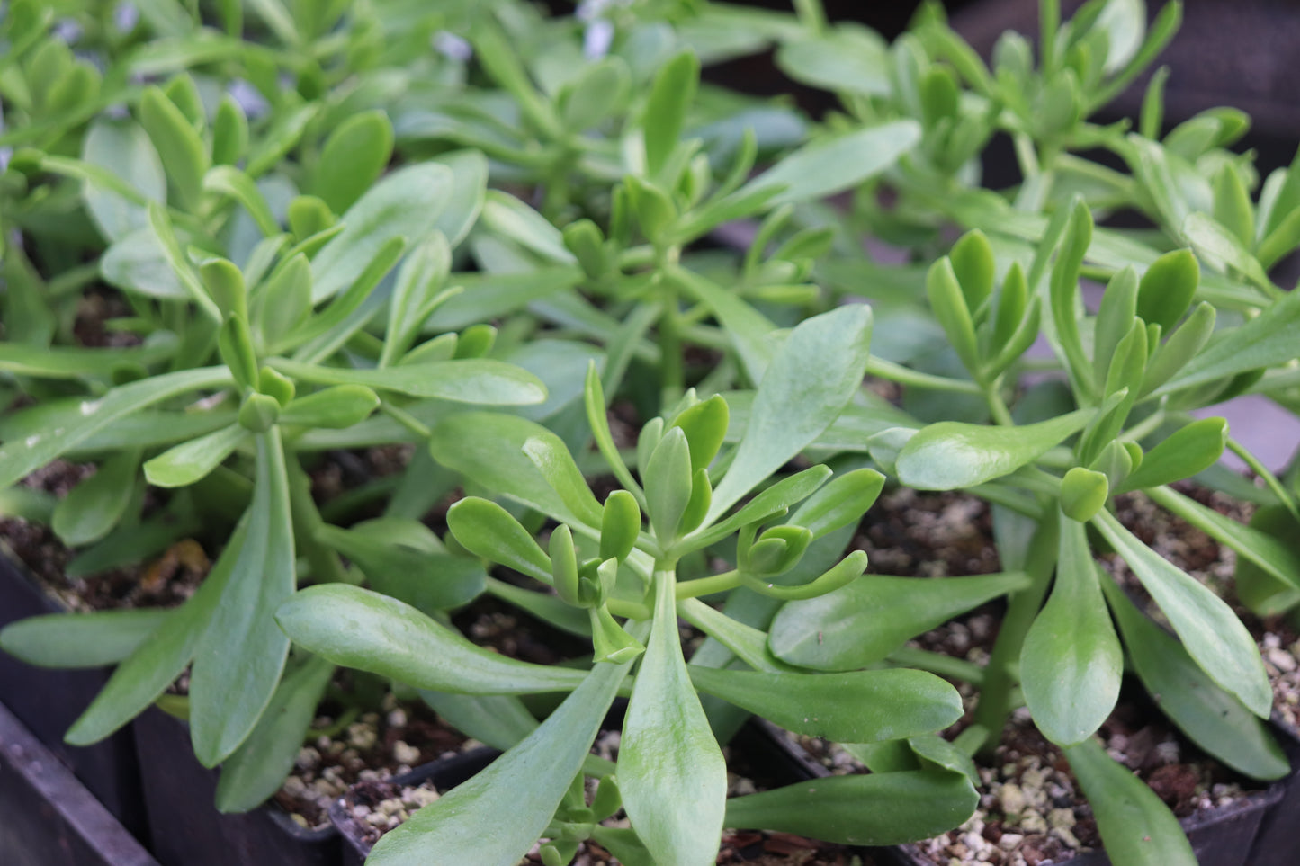 Sedum dendroideum
