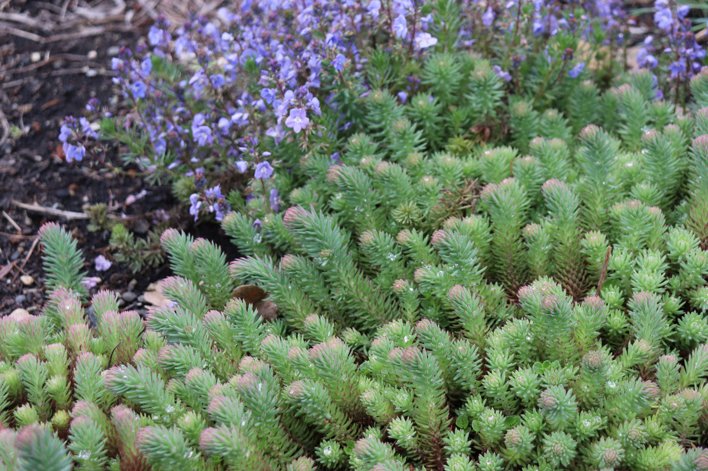 *RETAIL - Sedum rupestre 'Blue Spruce'