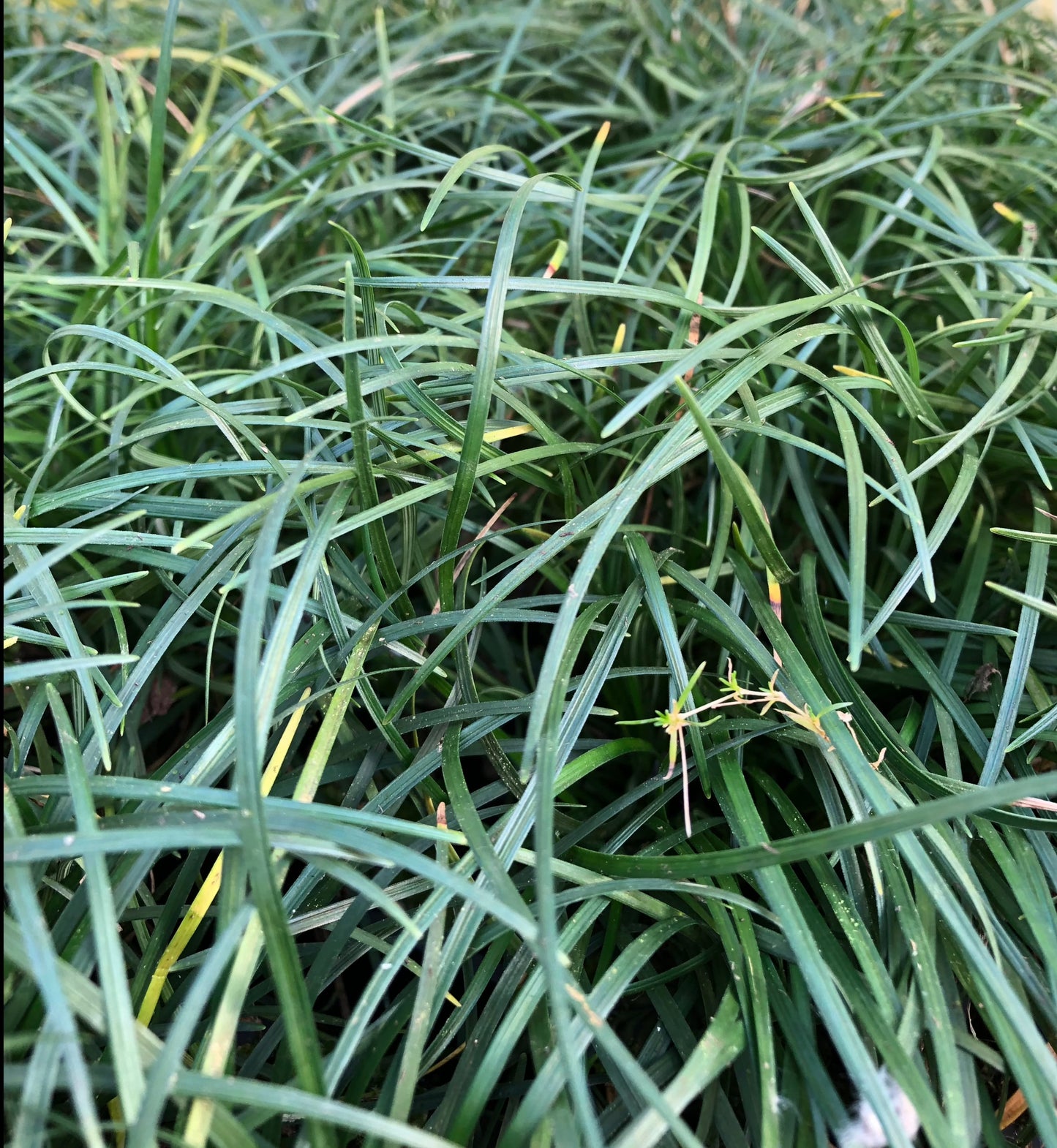 fine textured evergreen grass