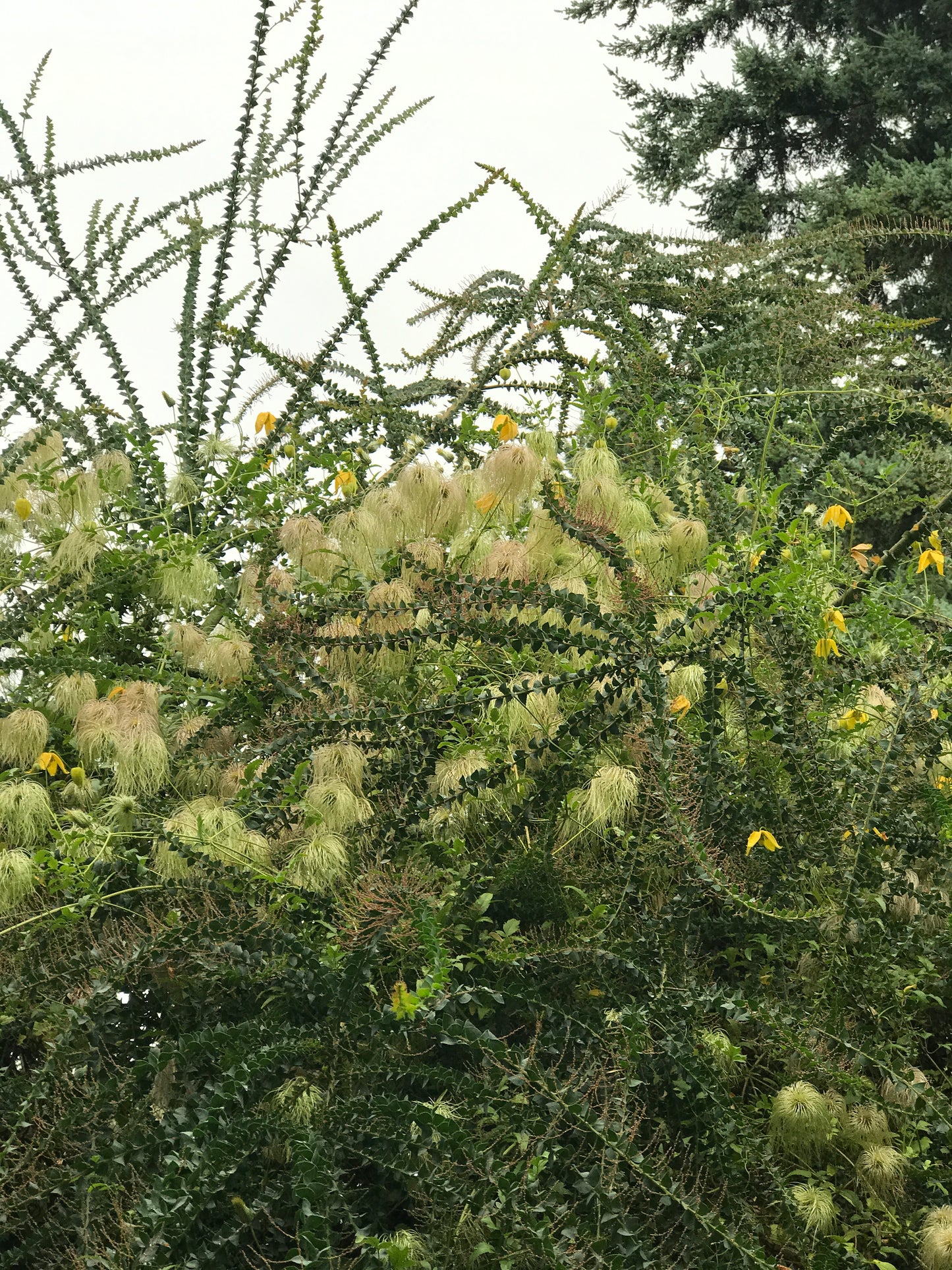 Acacia pravissima