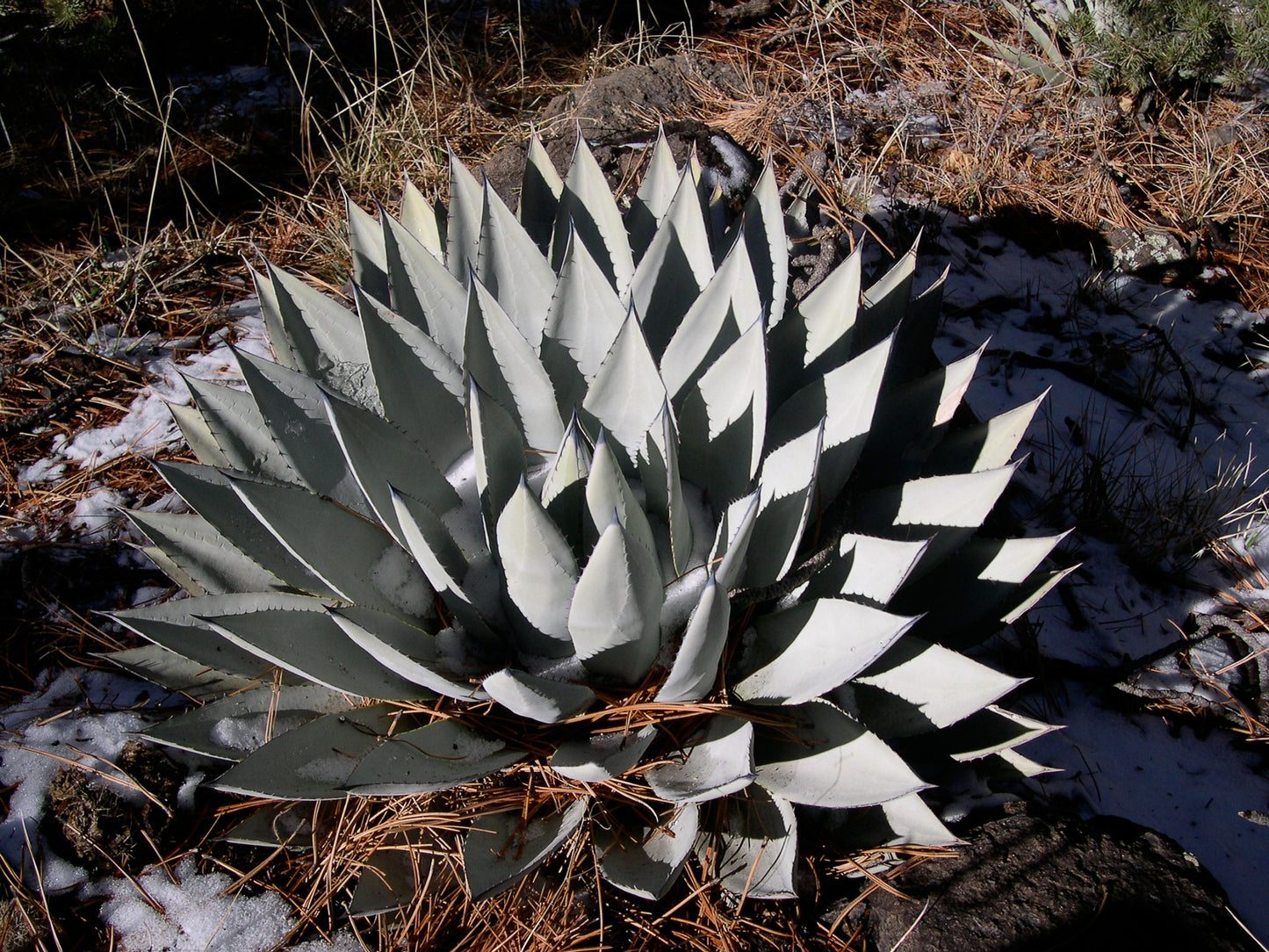 Agave parryi var. couesii