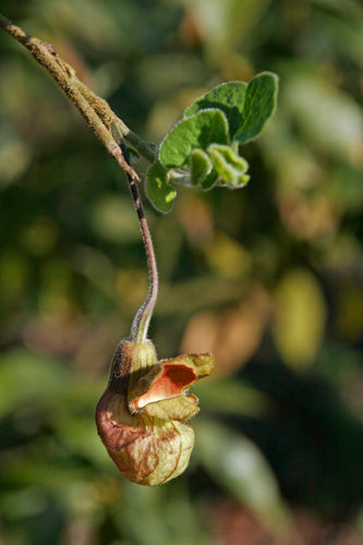 Aristolochia californica 'Bridge Party'