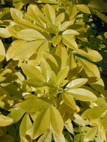 *RETAIL - Choisya ternata 'Sundance'