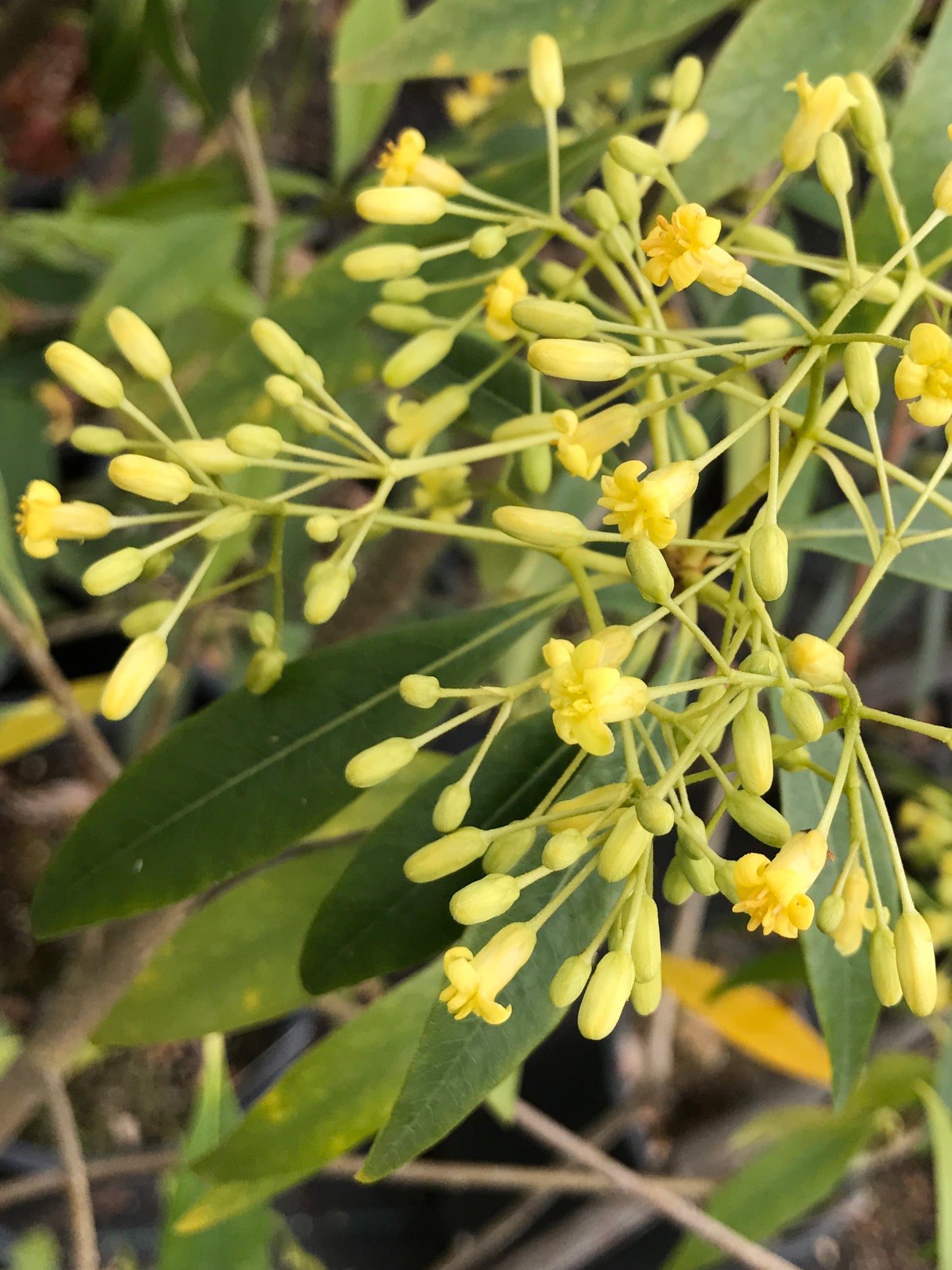 *RETAIL - Pittosporum illicioides 'Strappy'