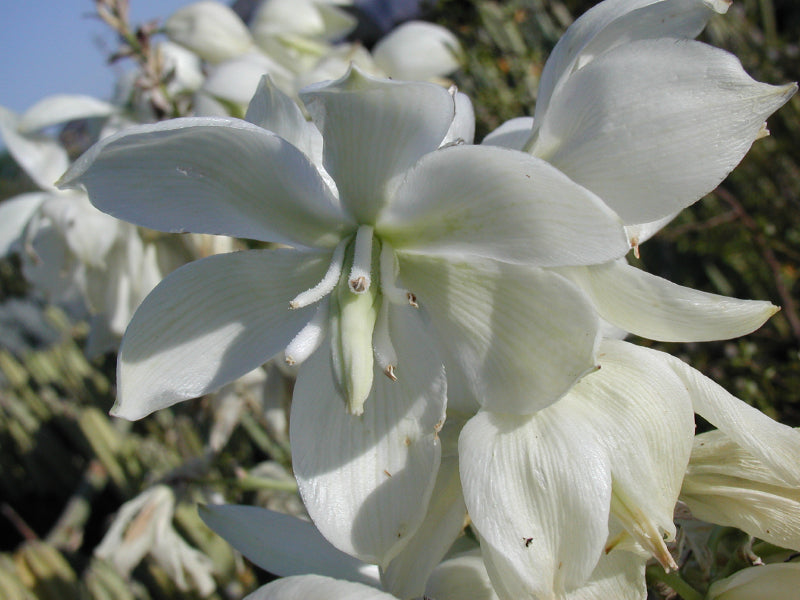 Yucca pallida