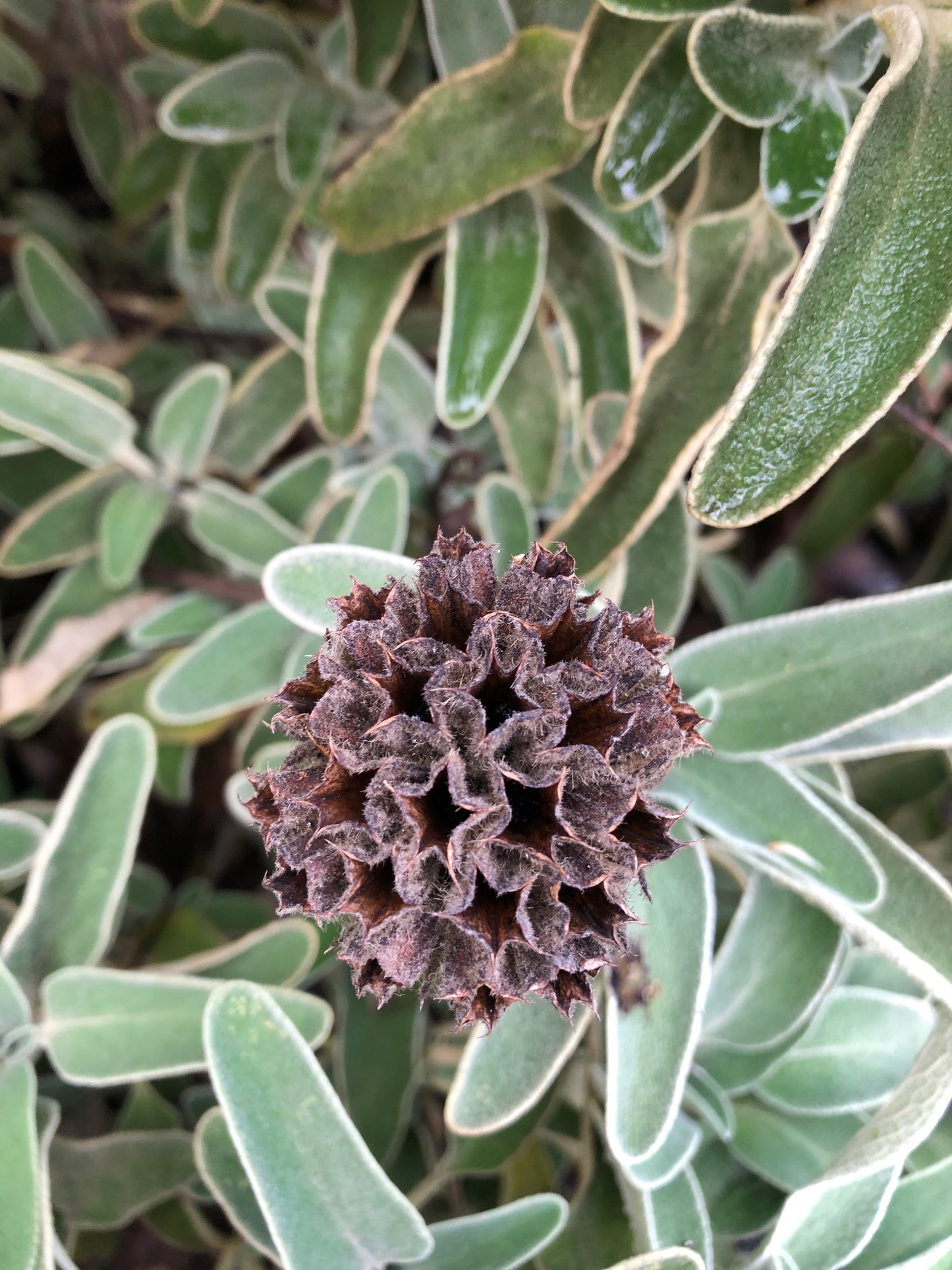 *RETAIL - Phlomis fruticosa - compact form