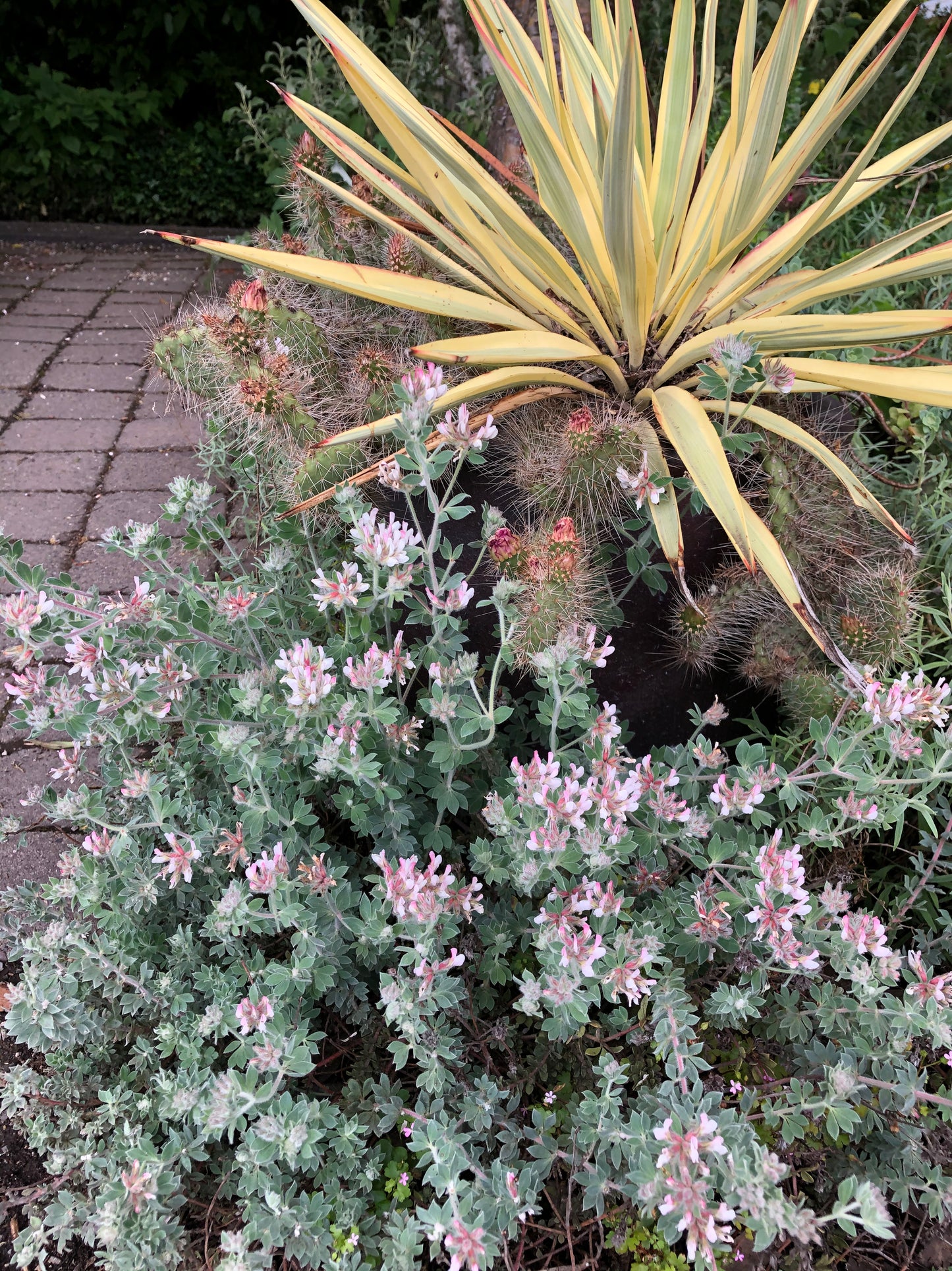 Dorycnium hirsutum