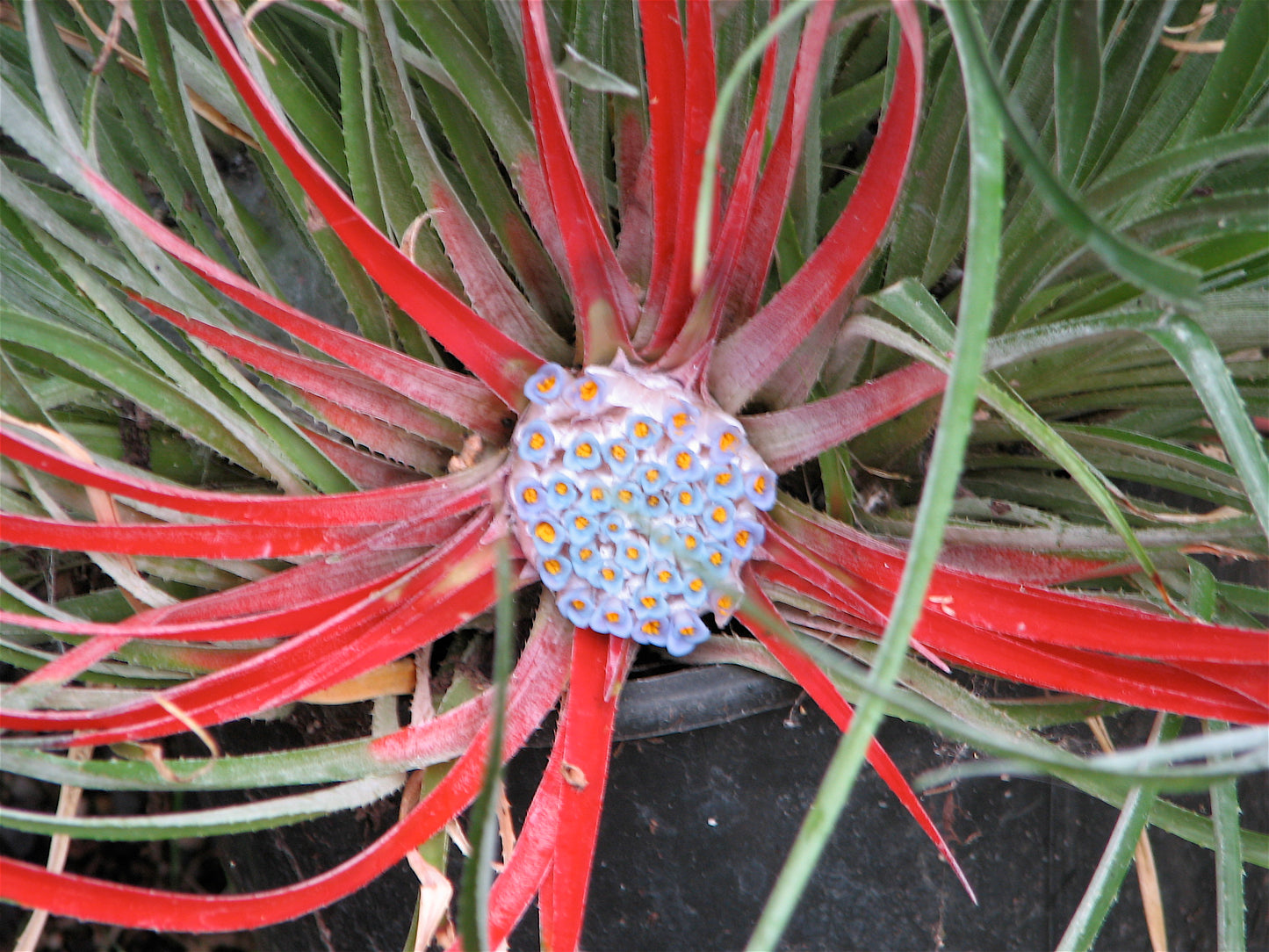 Fascicularia pitcairnifolia - Cotswald Garden