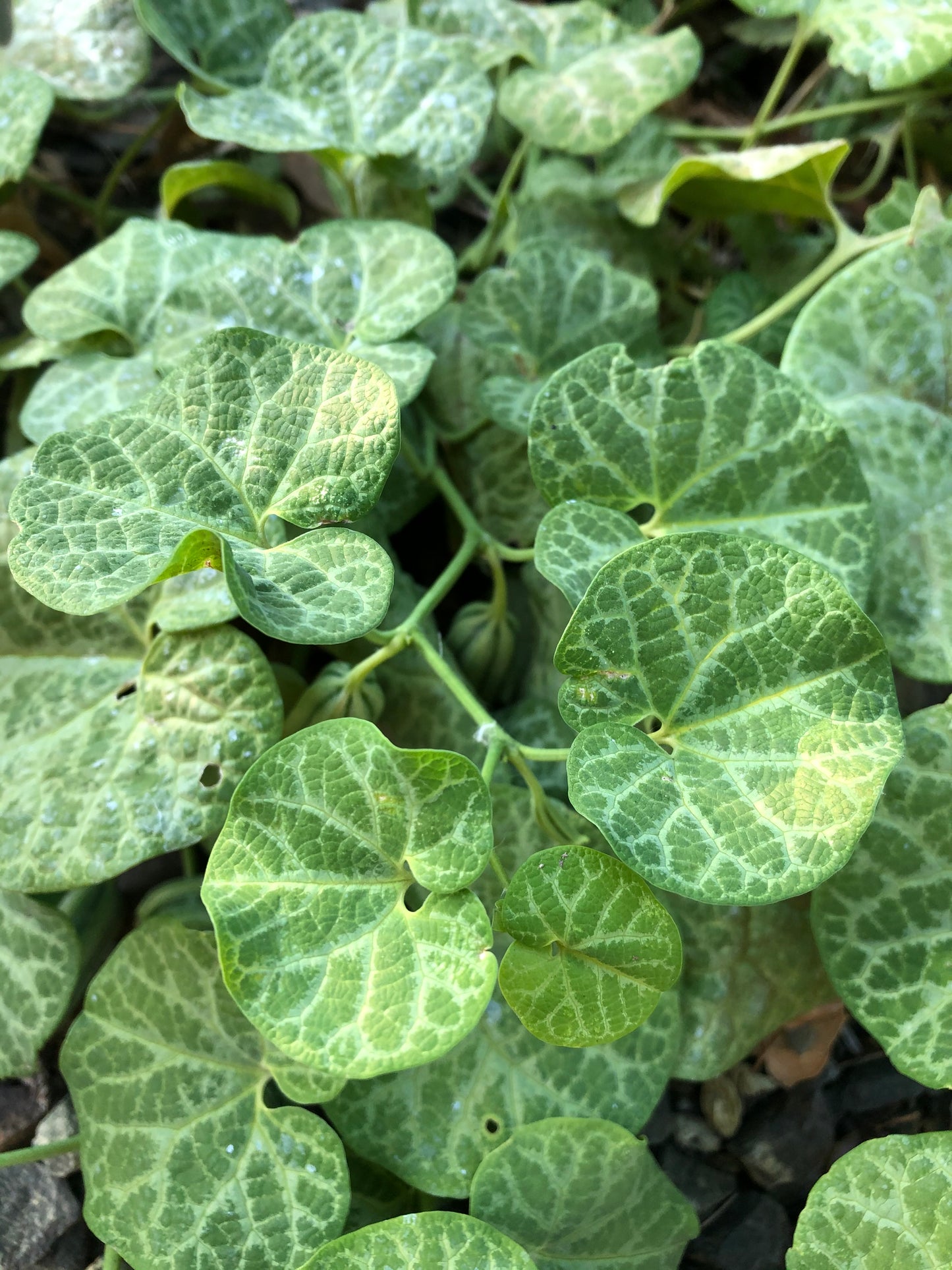 Aristolochia fimbriata