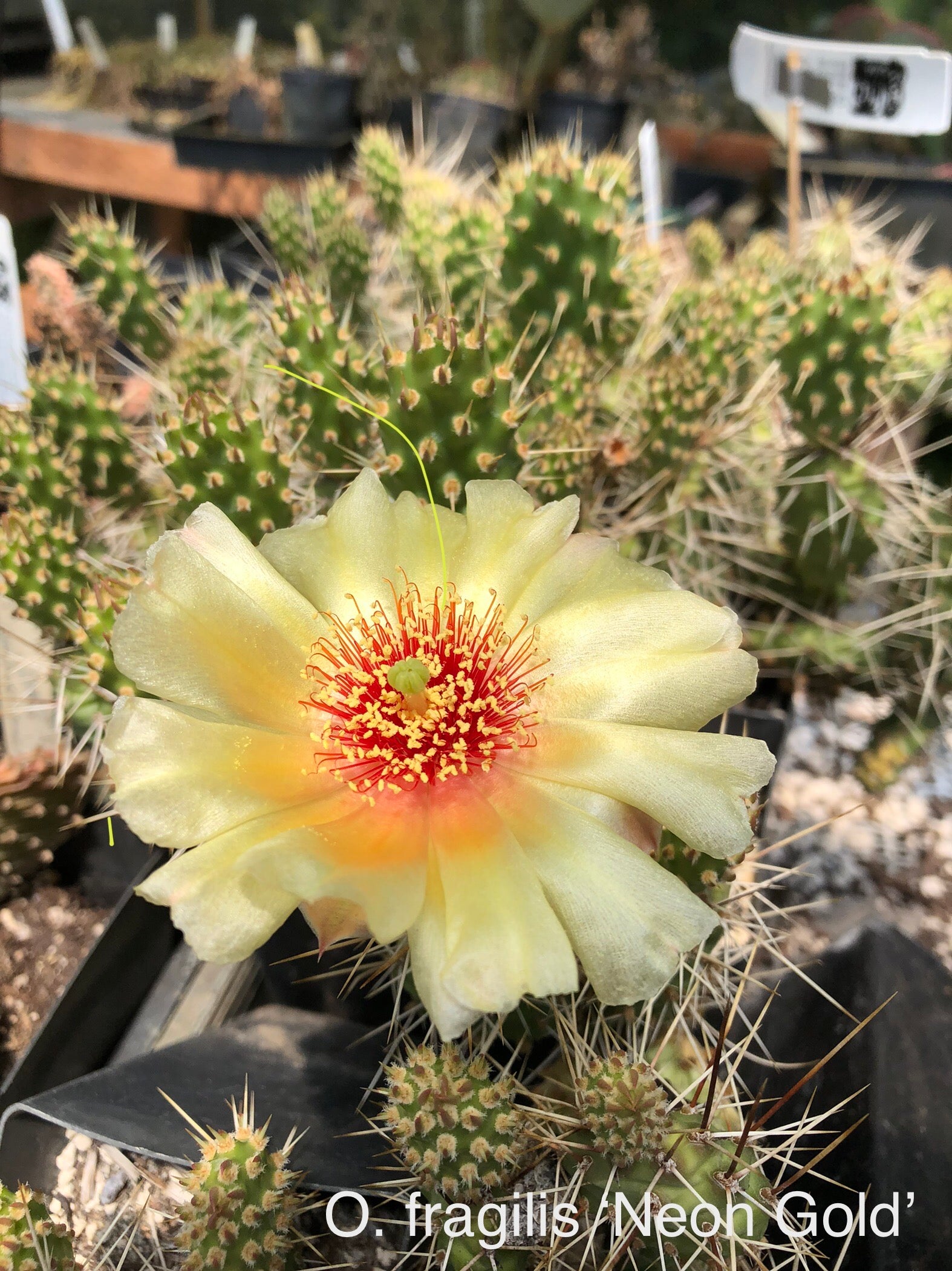 Opuntia fragilis 'Neon Gold' – Cistus Nursery