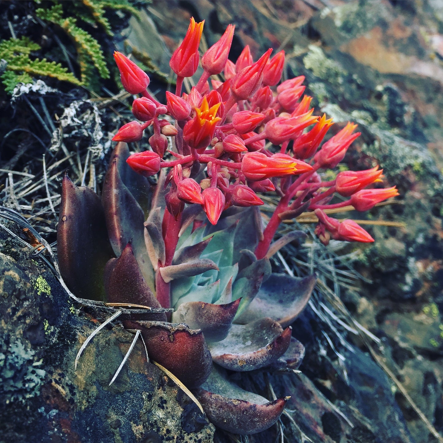 *RETAIL - Dudleya cymosa
