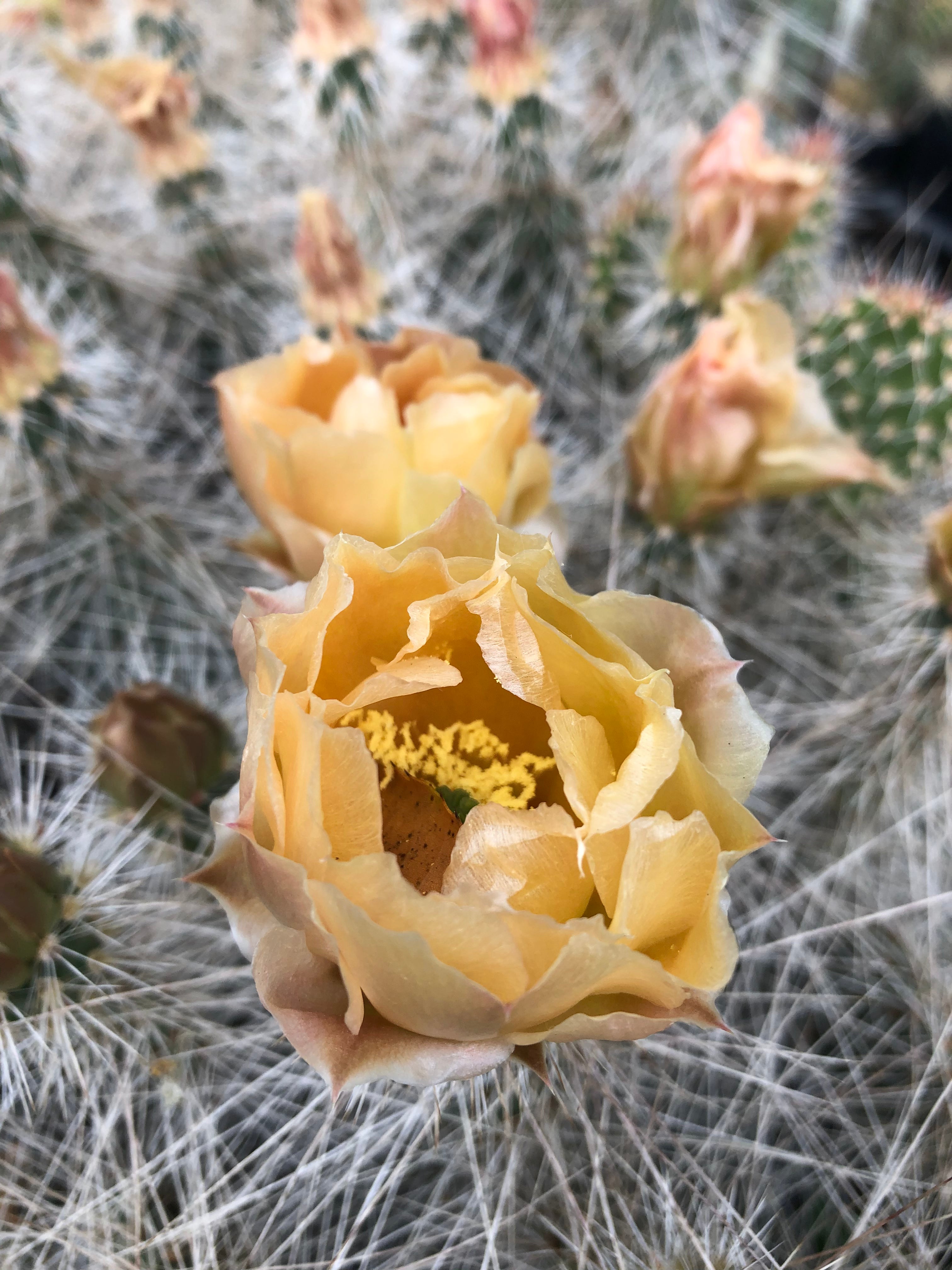 white spine prickly pear cactus Opuntia erinacea v. ursina 'White Lightning' – Cistus Nursery
