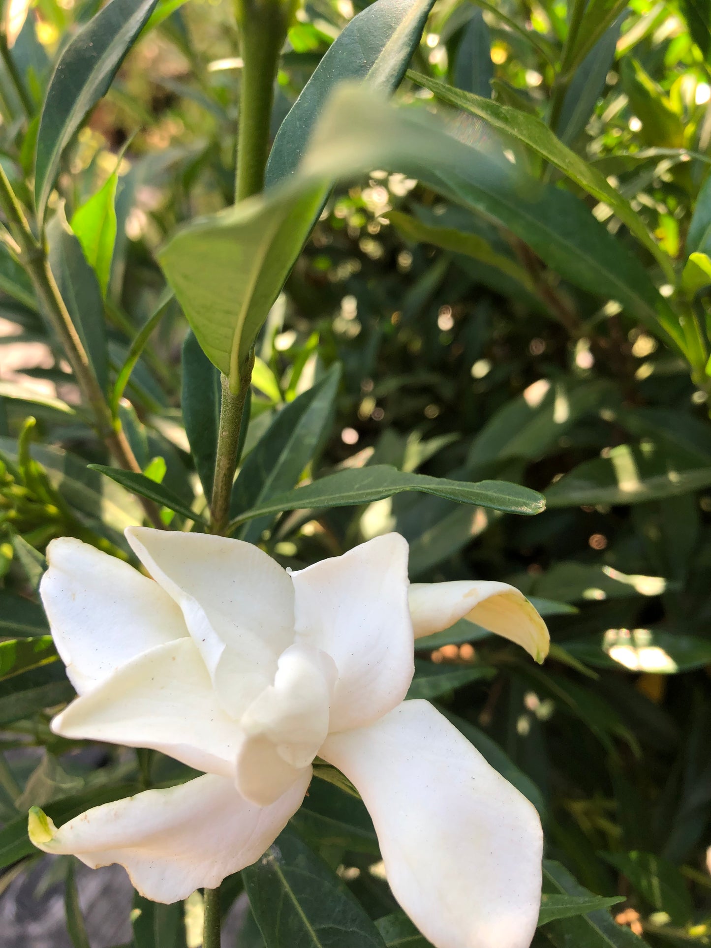 *RETAIL - Gardenia jasminoides 'Frost Proof'