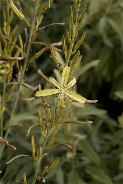 Asphodeline lutea