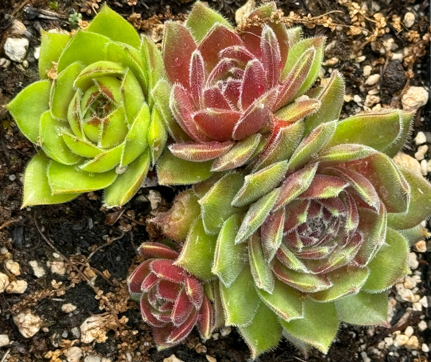 Sempervivum 'Olivette'