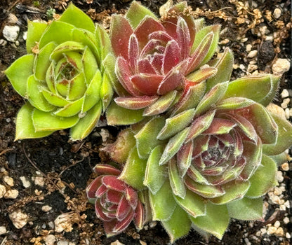 Sempervivum 'Olivette'