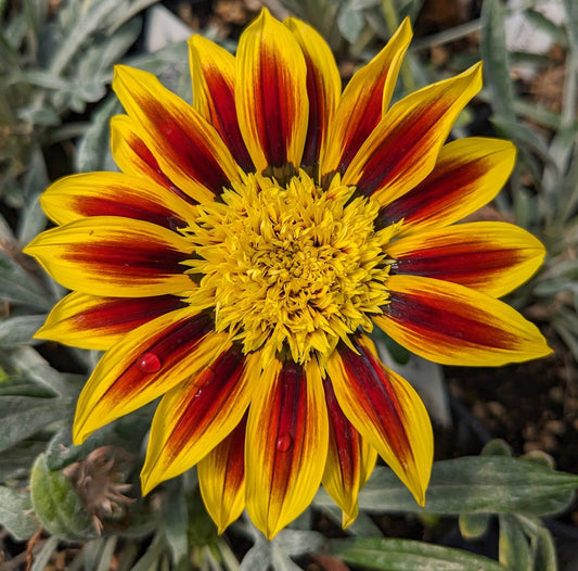 *RETAIL - Gazania 'Totonaca'