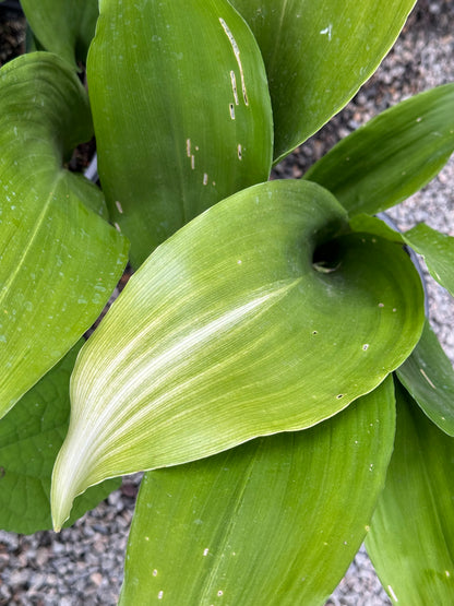 Aspidistra elatior 'Asahi'