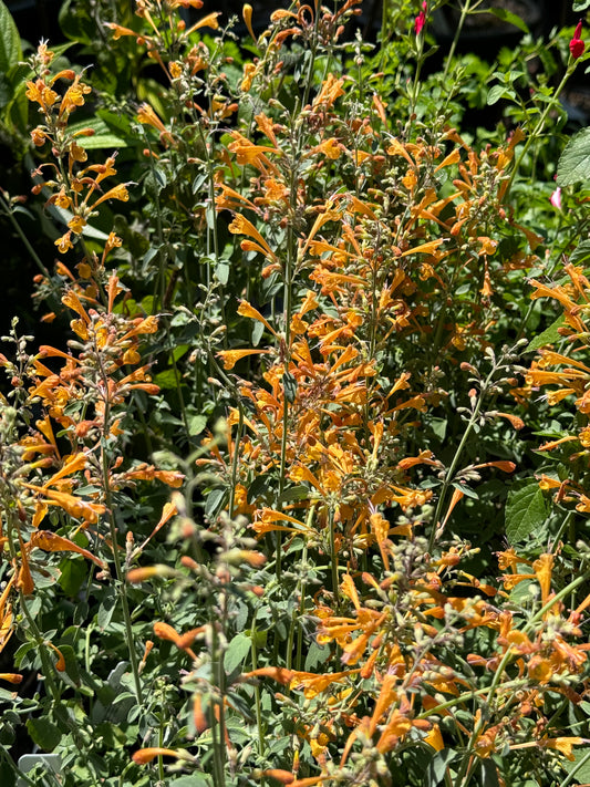*RETAIL - Agastache aurantiaca 'Apricot Sprite'