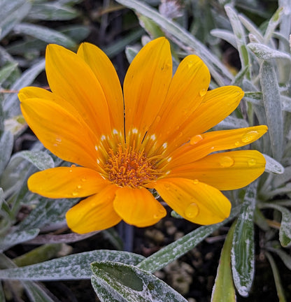 *RETAIL - Gazania rigens var. leucolaena