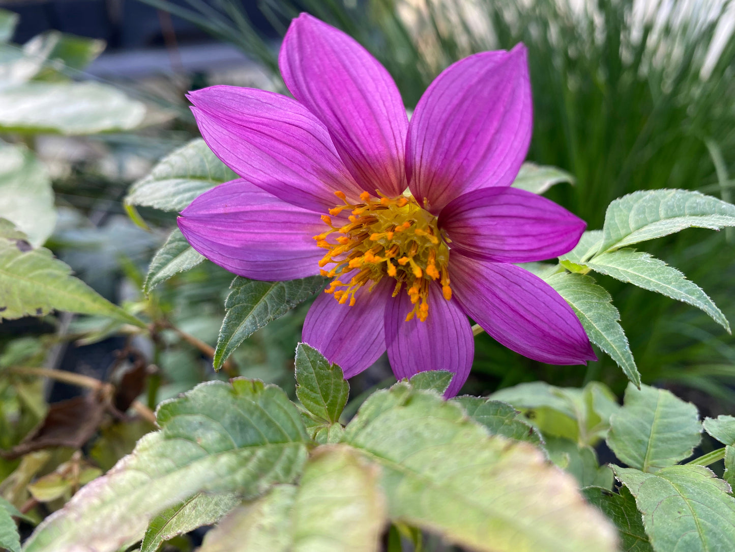 Dahlia merckii