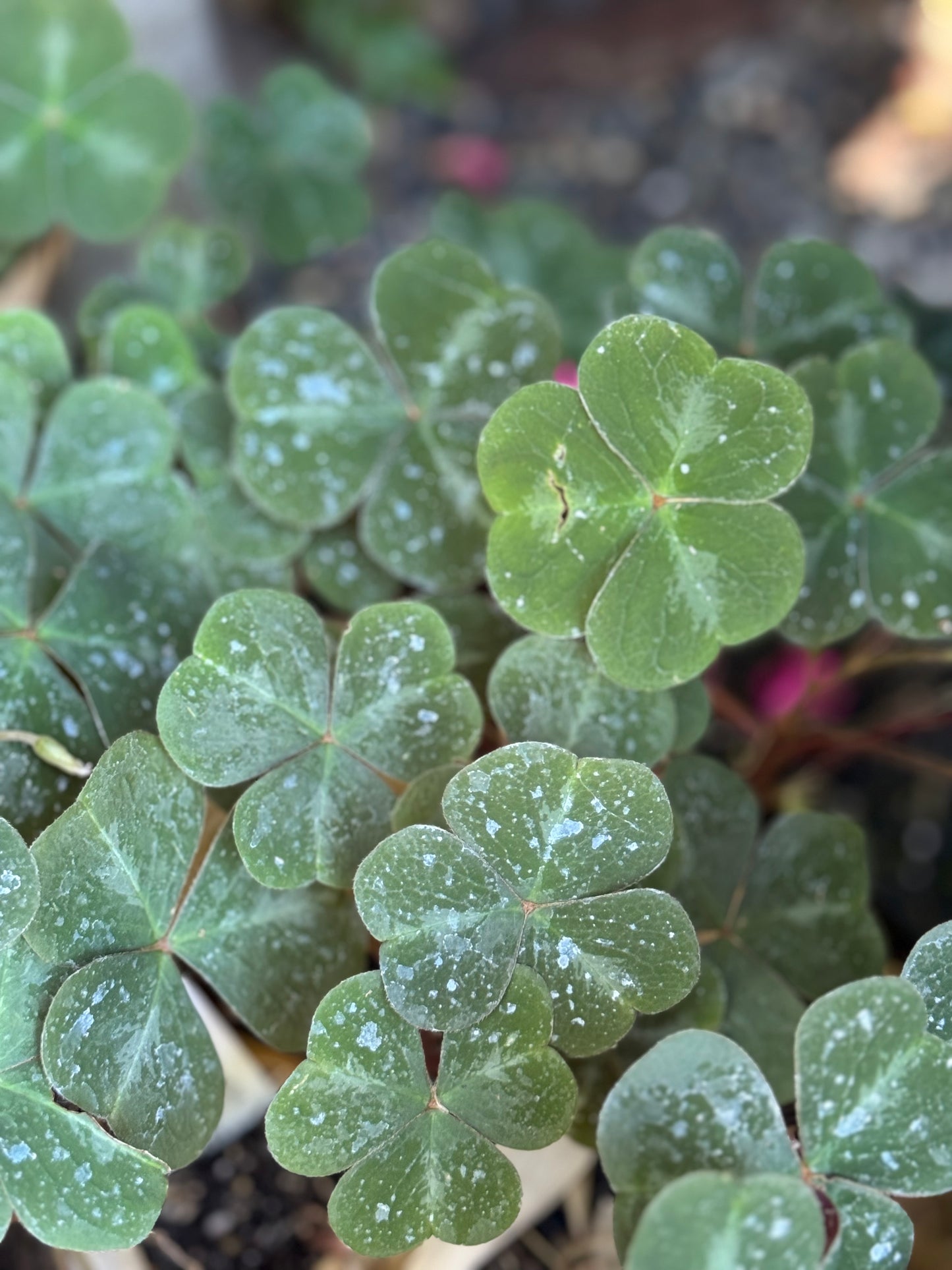 Oxalis oregana 'Klamath Ruby'