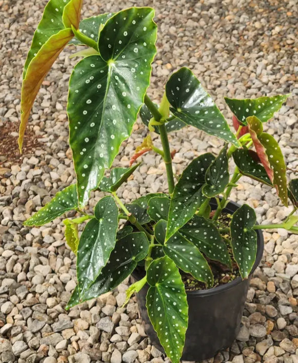 *RETAIL - Begonia maculata 'Cadbury'