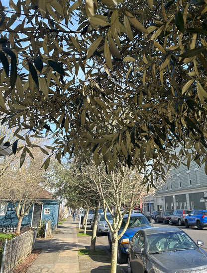 *RETAIL - Quercus hypoleucoides