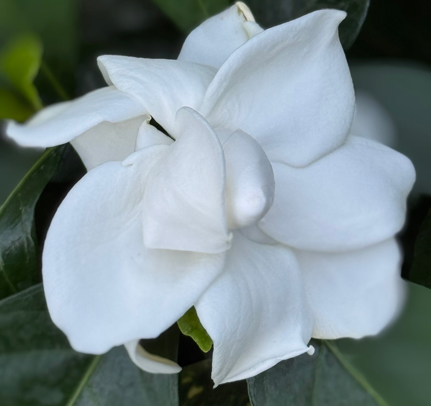Gardenia jasminoides 'Summer Snow'