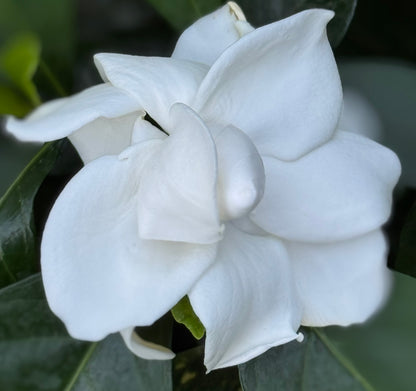 Gardenia jasminoides 'Summer Snow'