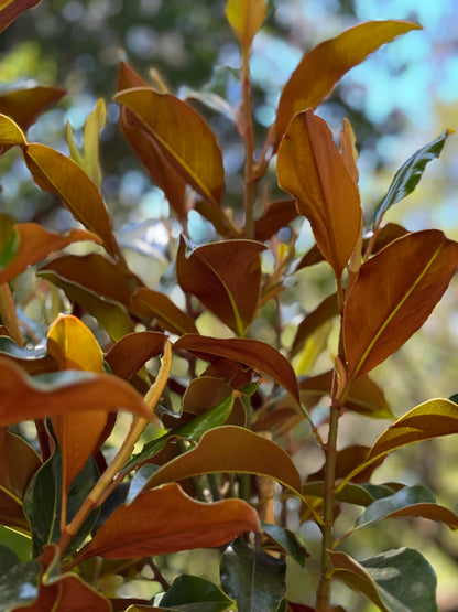 *RETAIL - Magnolia grandiflora 'Kay Parris'