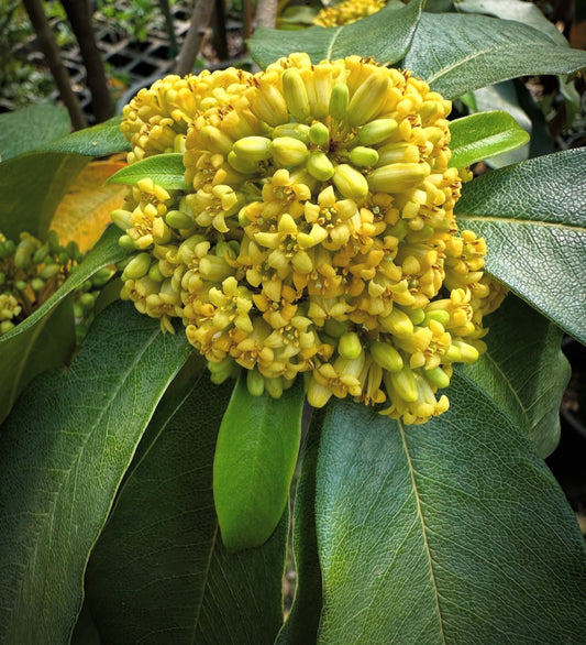 Pittosporum adaphniphylloides