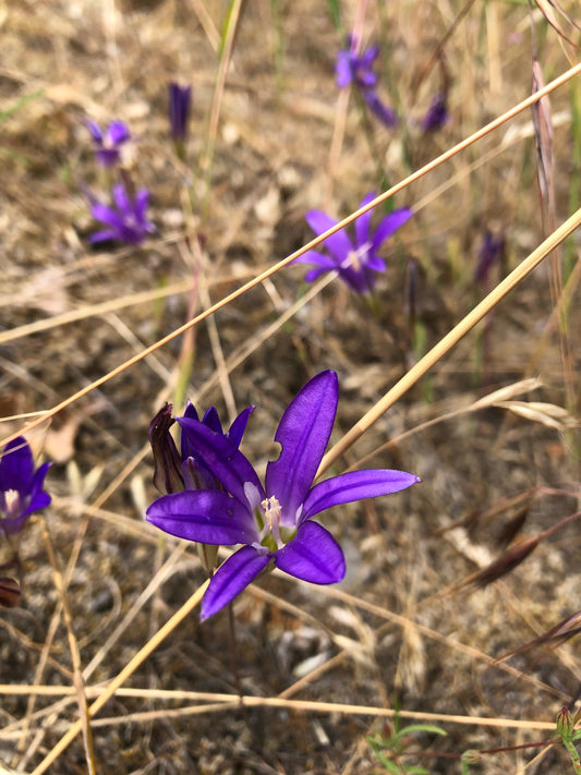 Brodiaea elegans ssp. elegans