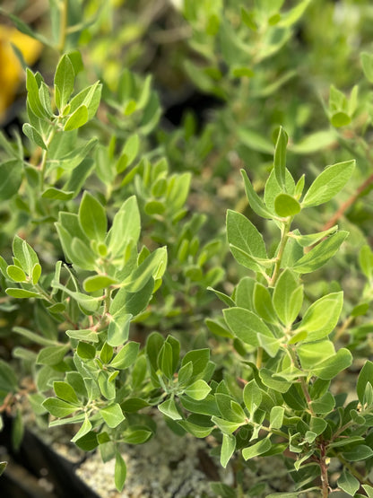 Arctostaphylos columbiana x nevadensis 'Ramona'