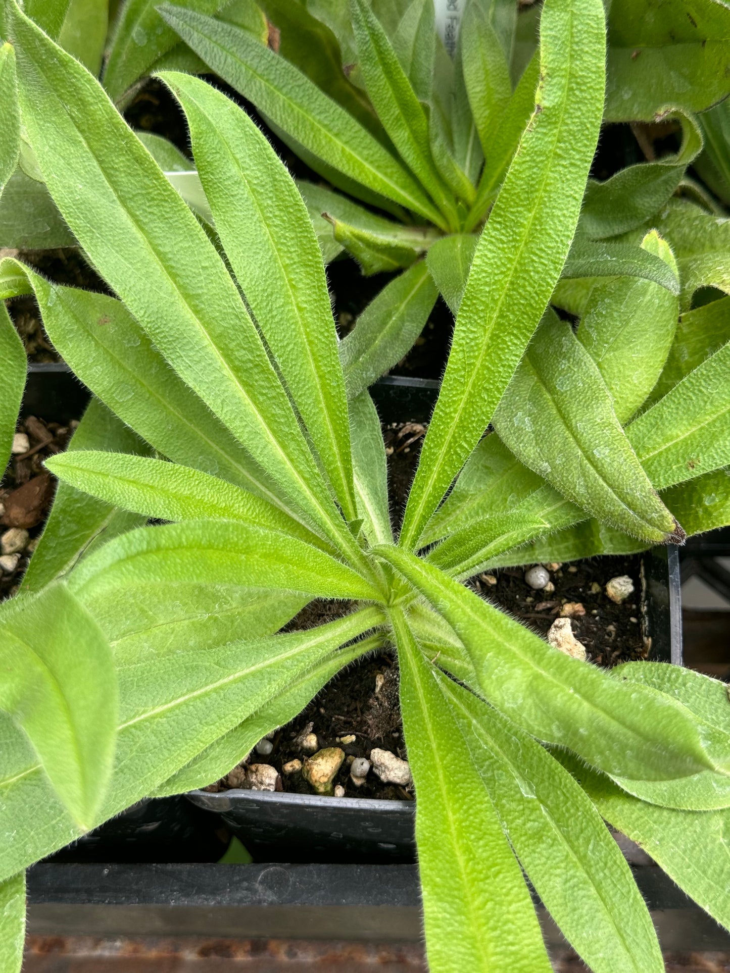 *RETAIL - Echium amoenum 'Red Feathers'