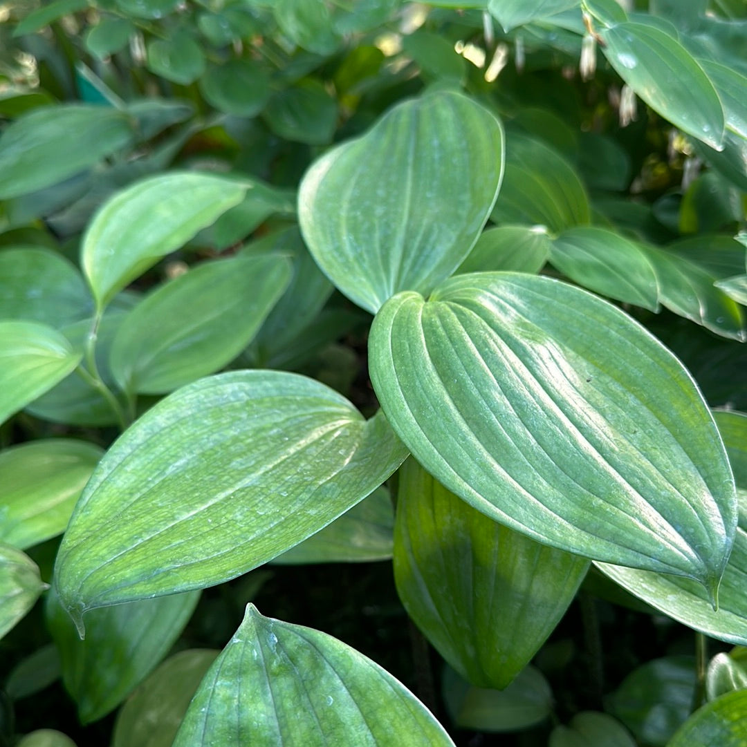 Disporopsis sp. - The Giant