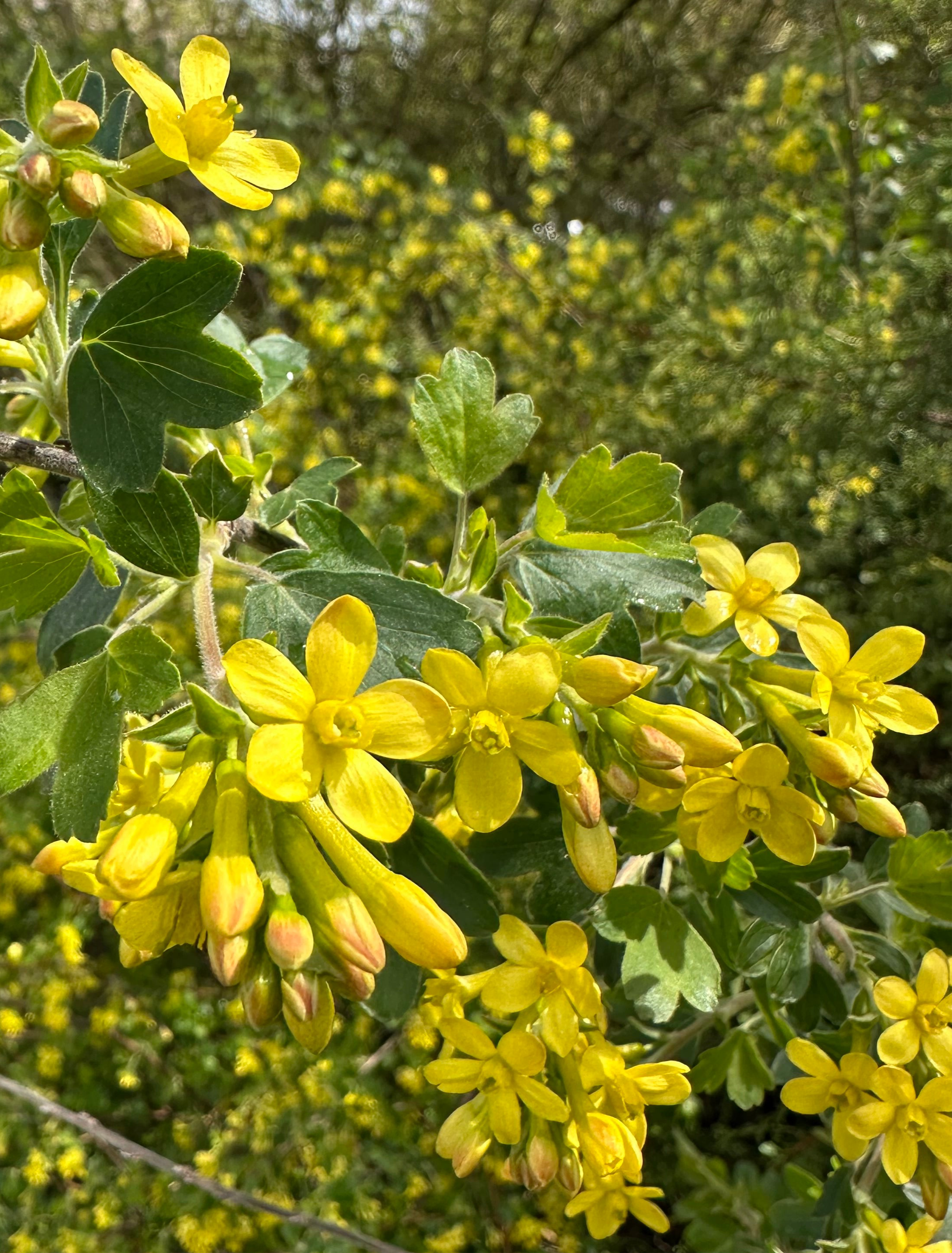 Gracillimum *RETAIL - Ribes aureum ssp. gracillimum – Cistus Nursery