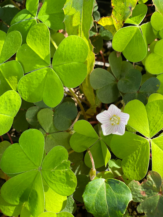 Oxalis oregana - Rowdy Creek