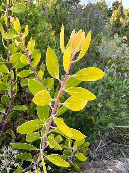 Arctostaphylos manzanita 'Bates Yellow'