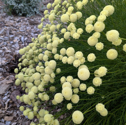 *RETAIL - Santolina 'Primrose Gem'