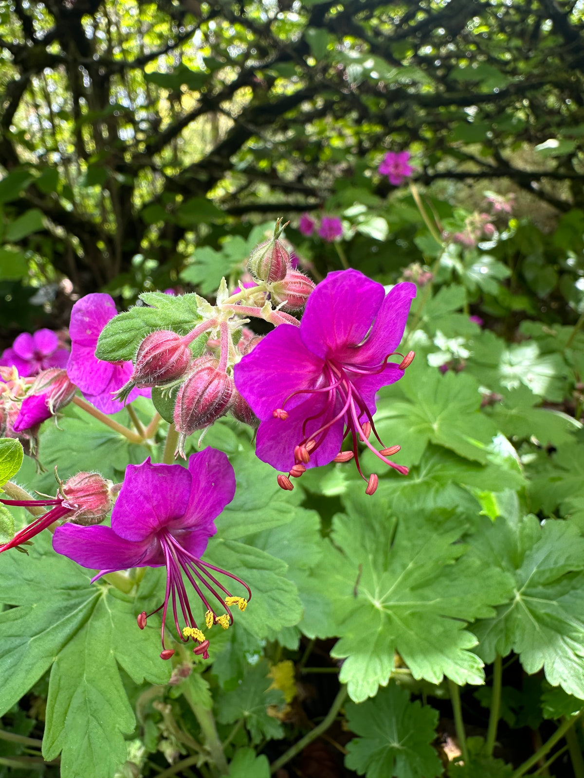 Fall Color Bevans Geranium *RETAIL - Geranium macrorrhizum 'Bevan's Variety' – Cistus Nursery