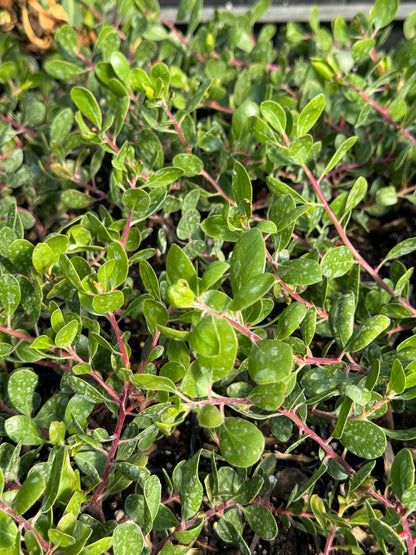 Arctostaphylos hookeri 'Wayside'