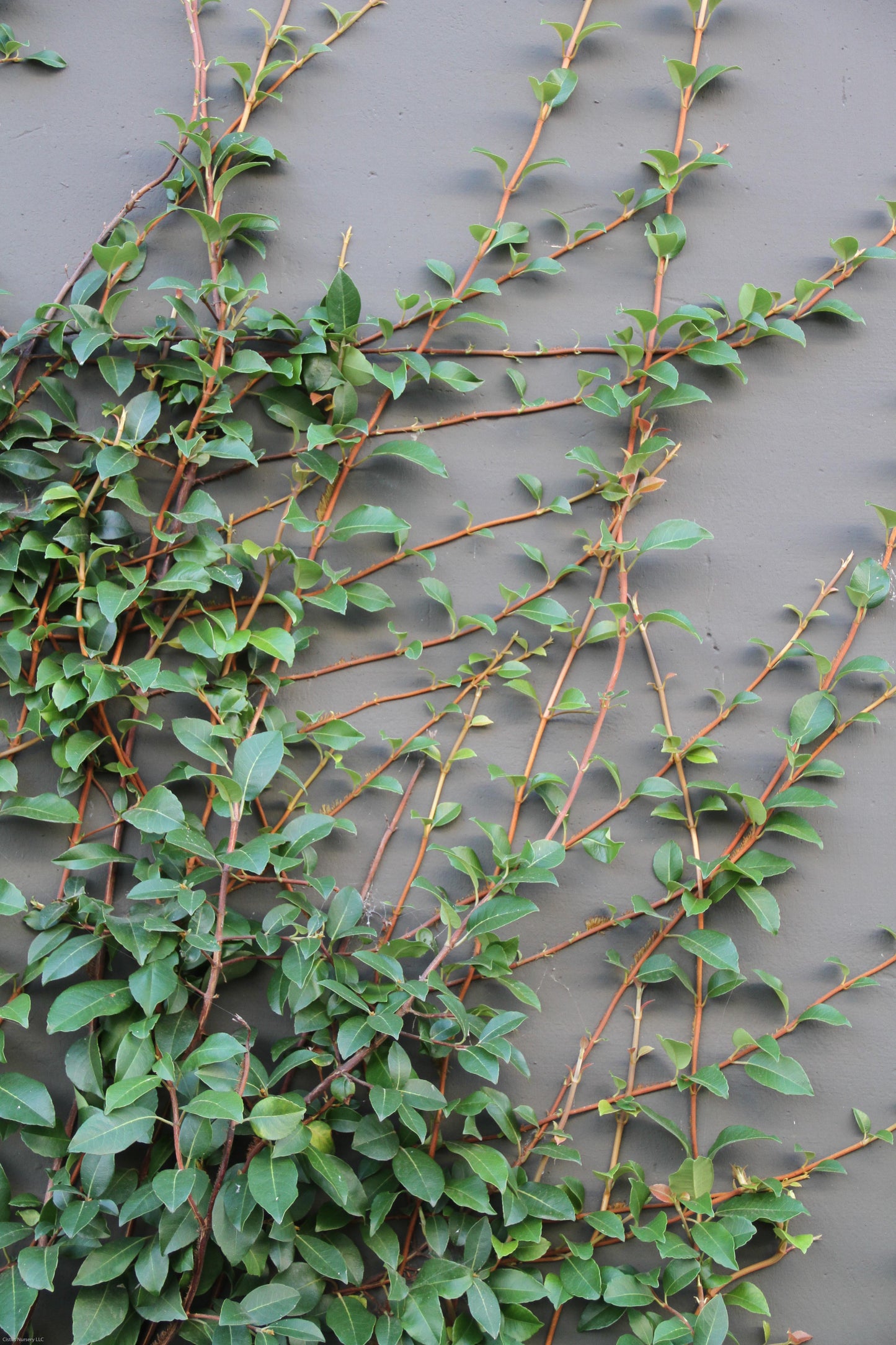 *RETAIL - Hydrangea integrifolia