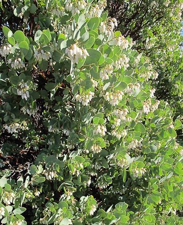 Arctostaphylos glauca - small leaf selection