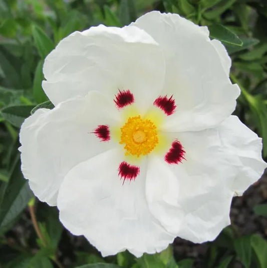 *RETAIL - Cistus x aguilari 'Maculatus'