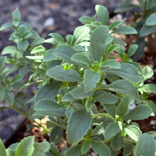 *RETAIL - Penstemon davidsonii var. praeteritus