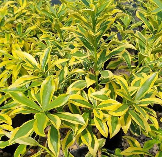 *RETAIL - Daphne odora 'Maejima'